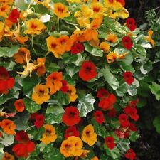 Thompson morgan nasturtium for sale  IPSWICH