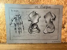 Dibujo Antiguo,Estudio Francesa,Anatomía,Principios Siglo Xx, , Curiosidad (2), usado segunda mano  Embacar hacia Argentina