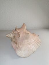 Sea shell chicoreus for sale  WALLSEND