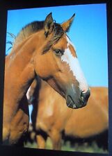 Pferd criollo gebraucht kaufen  Sandhofen,-Schönau,-Blumena