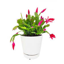 Christmas cactus thanksgiving for sale  Lake Forest