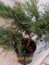 Ginepro prebonsai bonsai usato  Roma