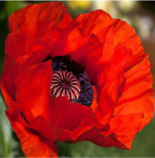 Poppy 100 seeds for sale  LONDON
