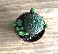 Rebutia rauschii gebraucht kaufen  Sömmerda