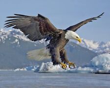 Nature bald eagle for sale  USA