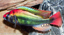 Ruby green haplochromis for sale  Riverview