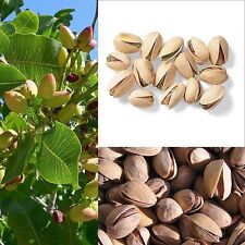 Pistachio nut tree for sale  Massillon