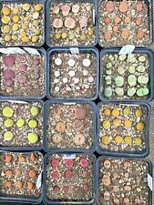 Lithops seeds 2024 for sale  NEWRY