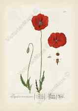 Red poppy papaver for sale  Shipping to Ireland