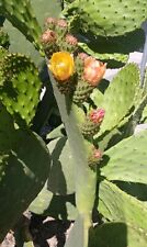 Prickly pear cactus for sale  Santa Rosa