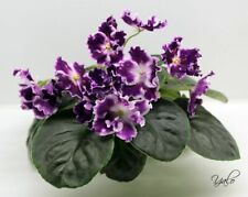 African violet saintpaulia for sale  RUGBY