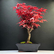 bonsai roter ahorn gebraucht kaufen  Fuchsmühl
