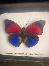 Rare agrias sardanapalus for sale  Ireland