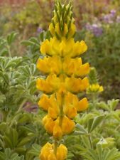 Lupine yellow annual for sale  Sevierville