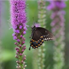 Liatris blazing star for sale  Sherwood