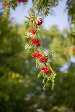 Eberesche sorbus aucuparia gebraucht kaufen  Westerstede