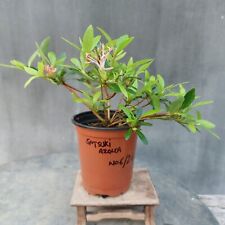 satsuki azalea for sale  BANGOR