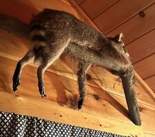 Custom raccoon taxidermy for sale  Morganton