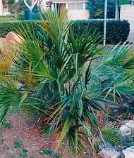 Chamaerops humilis palmier d'occasion  Carpentras