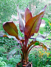 Ensete maurelii red for sale  San Diego