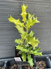 Chinese horned holly for sale  Martin
