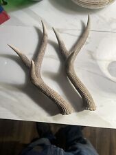 Brown whitetail deer for sale  Inkster