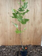 Tulip tree liriodendron for sale  CHORLEY