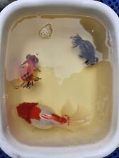 Fancy goldfish fantail for sale  LIVERPOOL