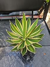 Large agave lophantha for sale  Englewood