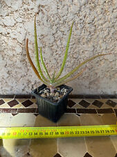 Aloe Tomentosa, used for sale  Shipping to South Africa