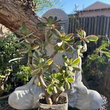 Rainbow jade plant for sale  Van Nuys