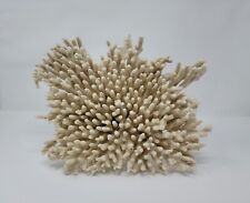 Authentic acropora finger for sale  Wynne