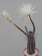 Setiechinopsis mirabilis cactu for sale  WALTON ON THE NAZE