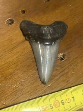 Megalodon shark tooth for sale  NAIRN