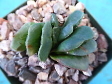 Haworthia truncata var. for sale  Tucson