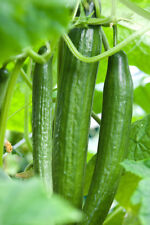 Cucumber carmen seeds for sale  SALISBURY