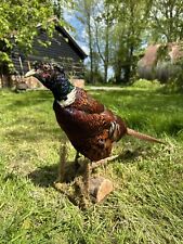 Ringneck rooster pheasant for sale  EYE