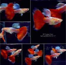 Albino redtail guppies for sale  Shipping to Ireland