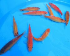 Golden tench buy for sale  MANSFIELD