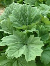 Chinese rhubarb rheum for sale  NOTTINGHAM