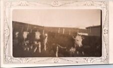 Rppc cows cattle for sale  Sherwood