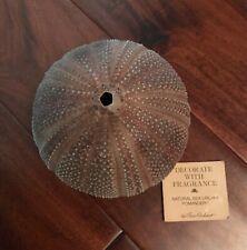 Vintage sea urchin for sale  Anaheim