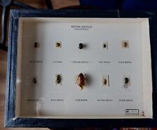 Insect specimen small for sale  LONDON