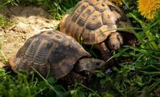 Schildkrötenfutter samenmisch gebraucht kaufen  Aachen
