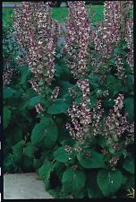 Herb clary sage for sale  WREXHAM