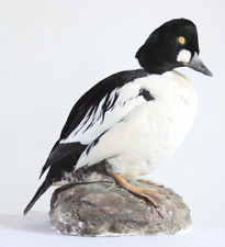 Taxidermy- Common Goldeneye (Bucephala clangula) with permit - not CITES for sale  Shipping to South Africa