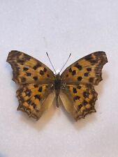 Eastern comma. nice for sale  MANCHESTER
