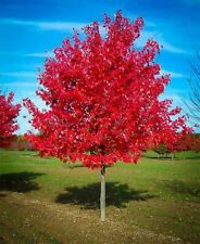 Live red maple for sale  Kennett Square
