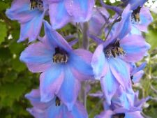 Delphinium seed various for sale  Ireland