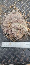 Echinocactus horizonthalonius  for sale  San Angelo